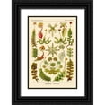 thumbnail image 1 of Haeckel, Ernst 17x24 Black Ornate Wood Framed with Double Matting Museum Art Print Titled - Haeckel Nature Illustrations: Corals, 1 of 4
