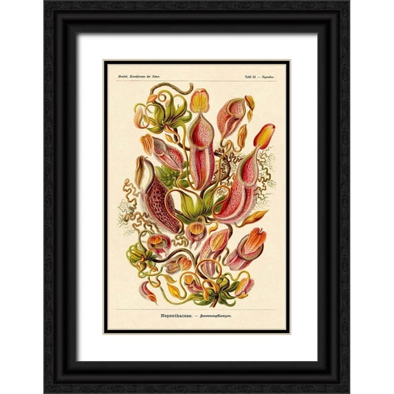 Haeckel, Ernst 17x24 Black Ornate Wood Framed with Double Matting Museum Art Print Titled - Haeckel Nature Illustrations: Pitcher Plants