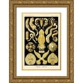 thumbnail image 1 of Haeckel, Ernst 17x24 Gold Ornate Wood Framed with Double Matting Museum Art Print Titled - Haeckel Nature Illustrations: Flatworms, 1 of 4