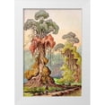 thumbnail image 1 of Haeckel, Ernst 17x24 White Modern Wood Framed Museum Art Print Titled - Lianen-Mantel an Saulenbaumen Hochland von Ceylon, 1 of 4