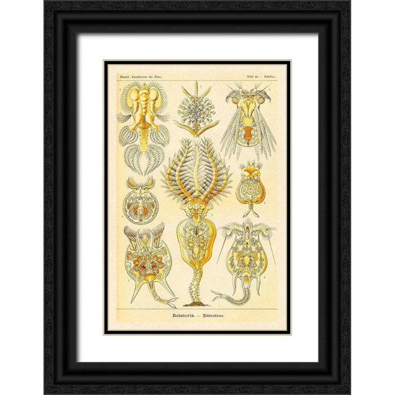 Haeckel, Ernst 23x32 Black Ornate Wood Framed with Double Matting Museum Art Print Titled - Haeckel Nature Illustrations: Rotatoria, rotifera worms