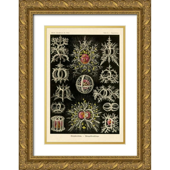 Haeckel, Ernst 23x32 Gold Ornate Wood Framed with Double Matting Museum Art Print Titled - Haeckel Nature Illustrations: Stephoidea