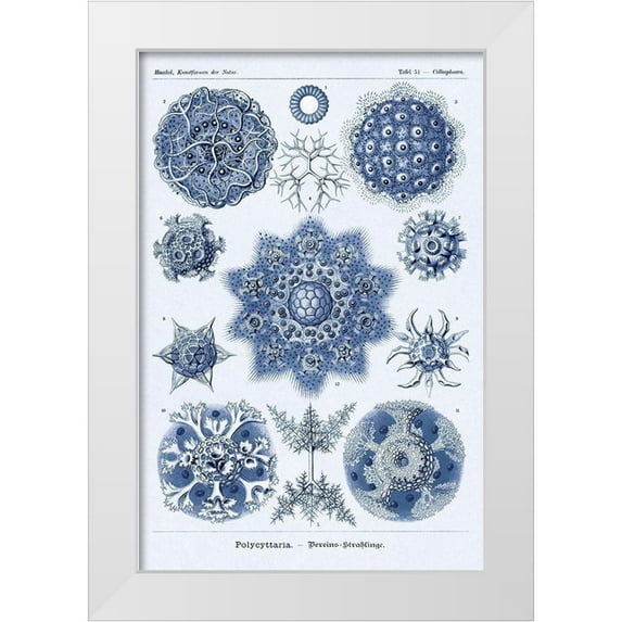 Haeckel, Ernst 23x32 White Modern Wood Framed Museum Art Print Titled - Haeckel Nature Illustrations: Siphoneae Hydrozoa - Dark Blue Tint