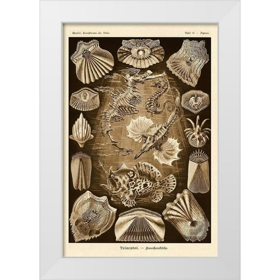 Haeckel, Ernst 23x32 White Modern Wood Framed Museum Art Print Titled - Haeckel Nature Illustrations: Teleostei, bony Fishes - Sepia Tint