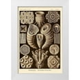thumbnail image 1 of Haeckel, Ernst 23x32 White Modern Wood Framed Museum Art Print Titled - Haeckel Nature Illustrations: Tetracoralla, Coral - Sepia Tint, 1 of 4