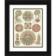 thumbnail image 1 of Haeckel, Ernst 25x32 Black Ornate Wood Framed with Double Matting Museum Art Print Titled - Sophisticated Sealife IV, 1 of 4
