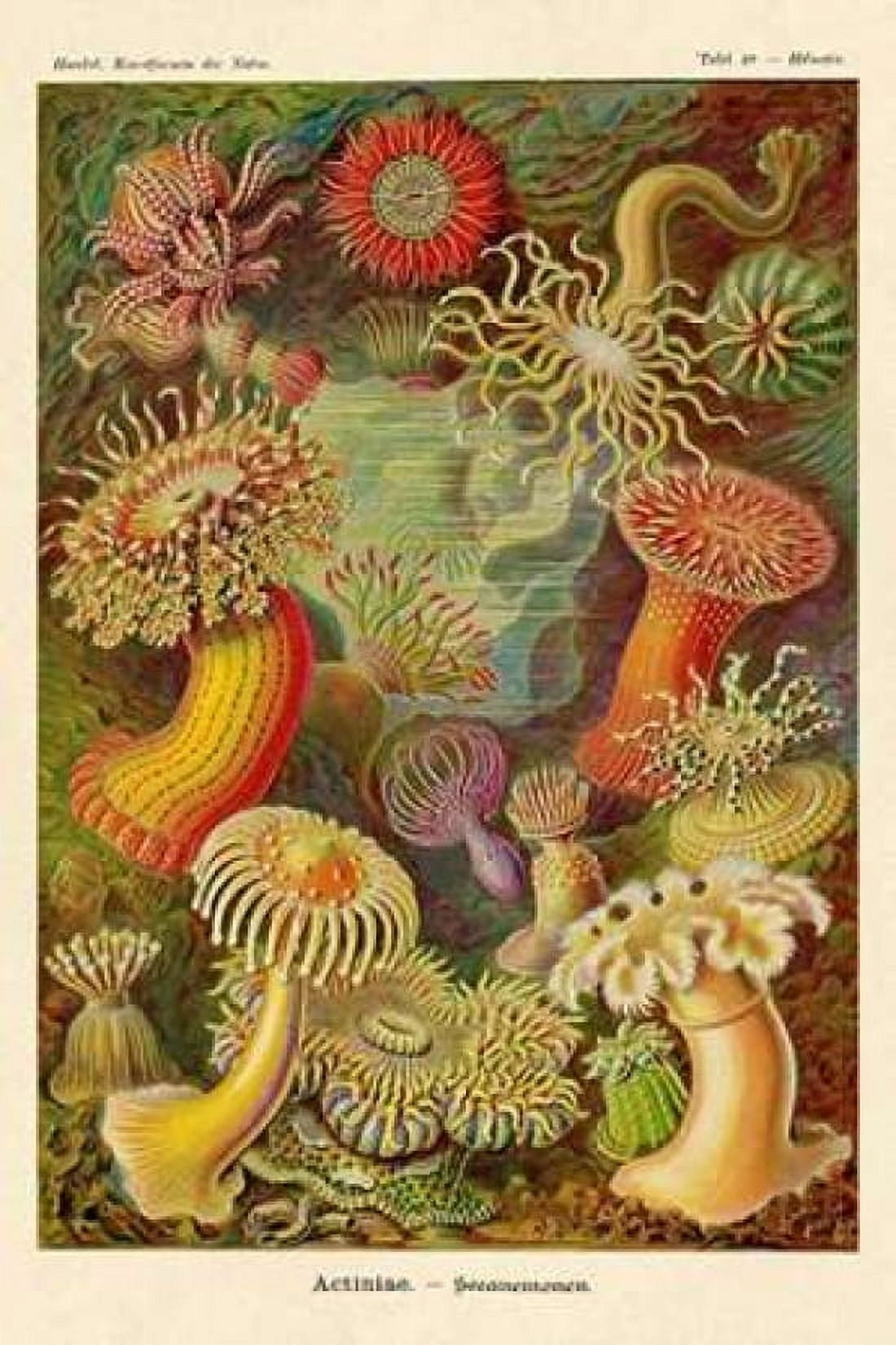 Haeckel Nature Illustrations Actiniae Canvas Art - Ernst Haeckel (24 x 36)