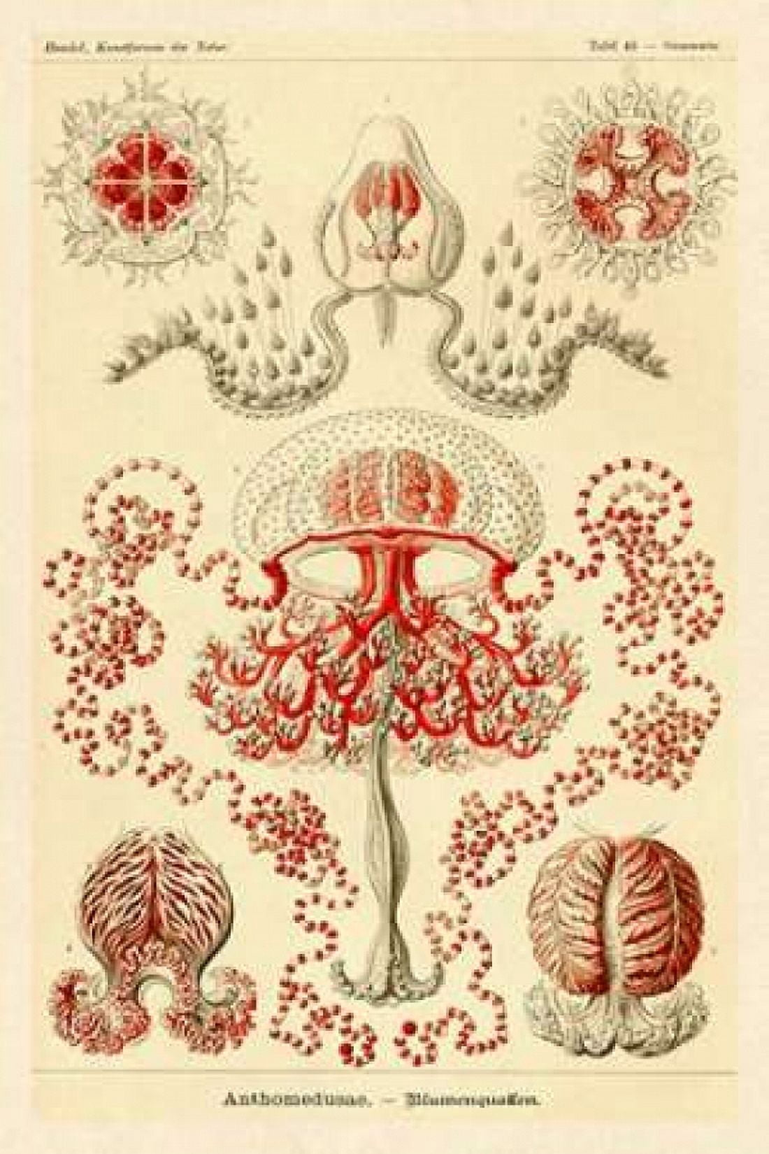 Haeckel Nature Illustrations Anthomedusae Canvas Art - Ernst Haeckel (12 x 18)