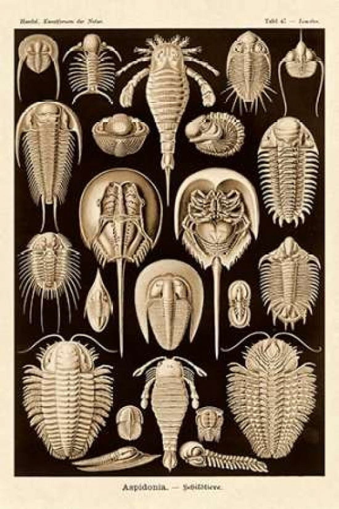 Haeckel Nature Illustrations Athropods - Sepia Tint Canvas Art - Ernst Haeckel (12 x 18)