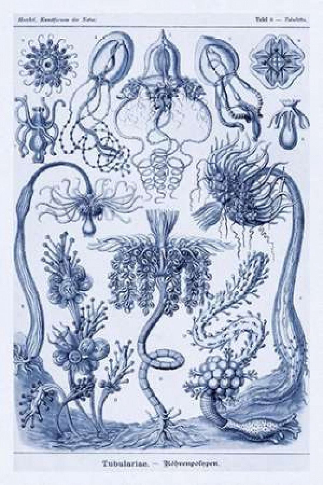 Haeckel Nature Illustrations Cephlopods - Dark Blue Tint Canvas Art - Ernst Haeckel (24 x 36)