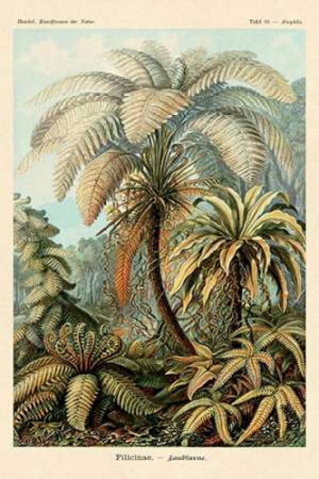 Haeckel Nature Illustrations Ferns Canvas Art - Ernst Haeckel (24 x 36)