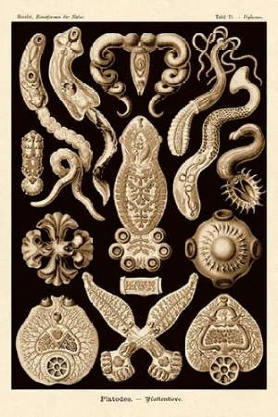 Haeckel Nature Illustrations Flatworms - Sepia Tint Canvas Art - Ernst Haeckel (12 x 18)