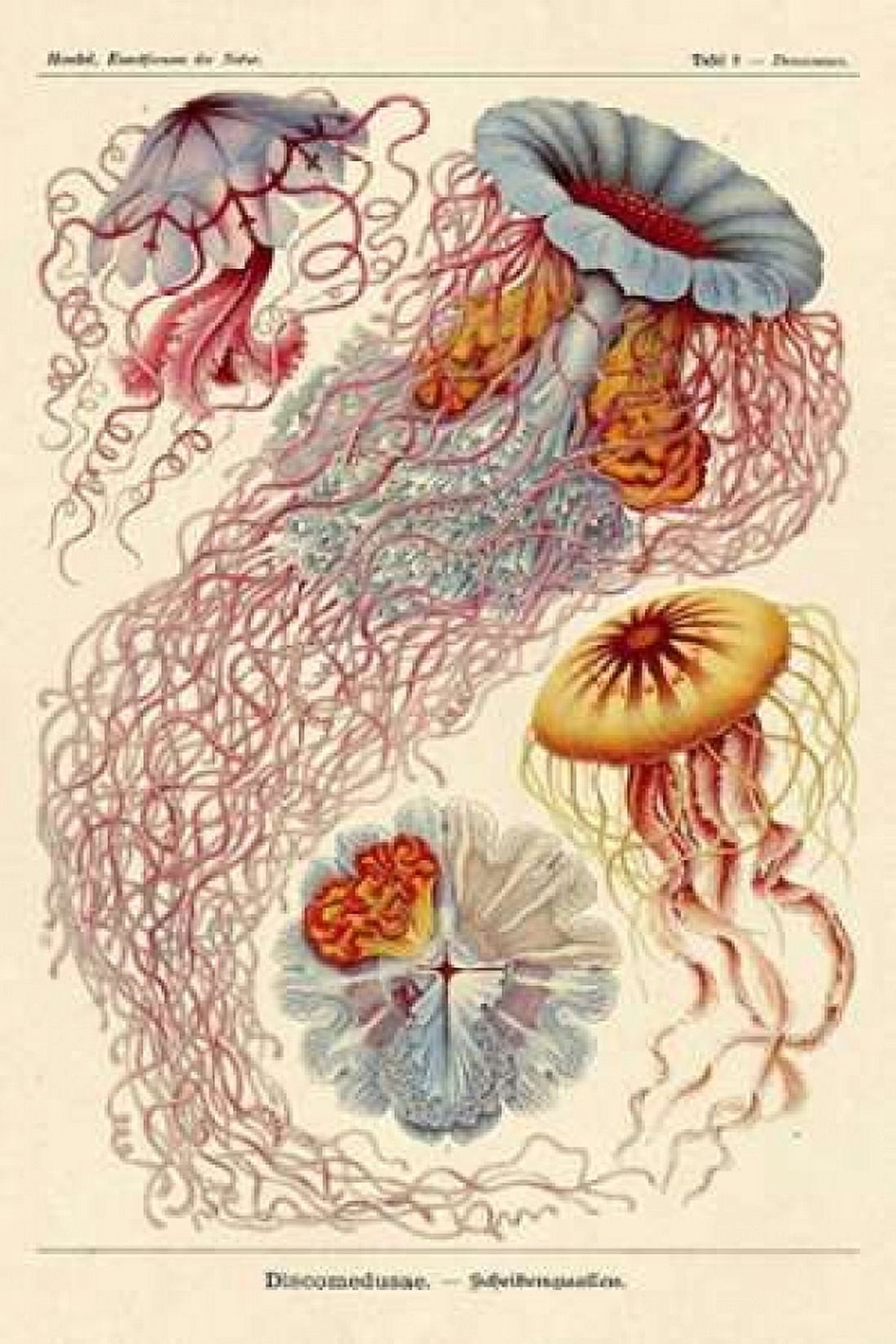 Haeckel Nature Illustrations Jelly Fish Canvas Art - Ernst Haeckel (24 x 36)