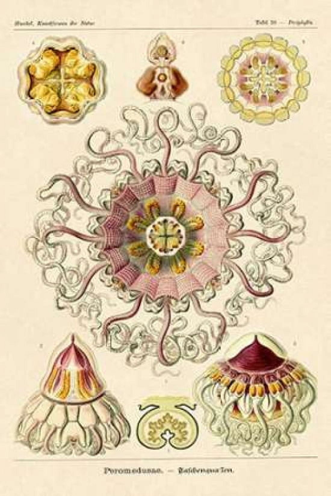 Haeckel Nature Illustrations Jelly Fish Canvas Art - Ernst Haeckel (24 x 36)