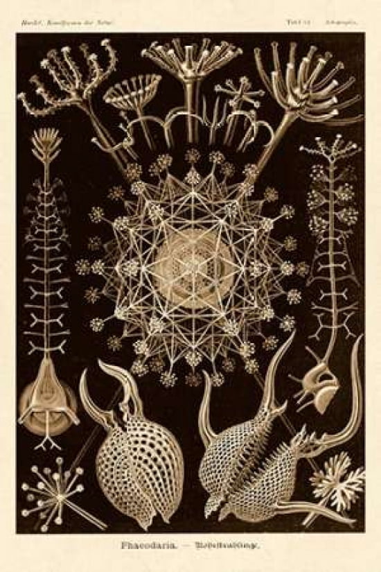 Haeckel Nature Illustrations Phaeodaria radiolarians - Sepia Tint Canvas Art - Ernst Haeckel (24 x 36)