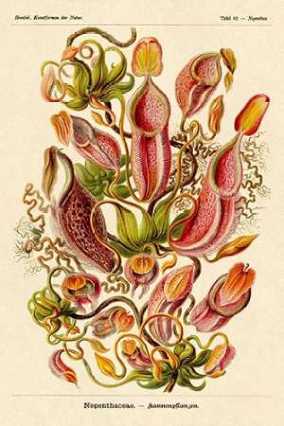 Haeckel Nature Illustrations Pitcher Plants Canvas Art - Ernst Haeckel (12 x 18)