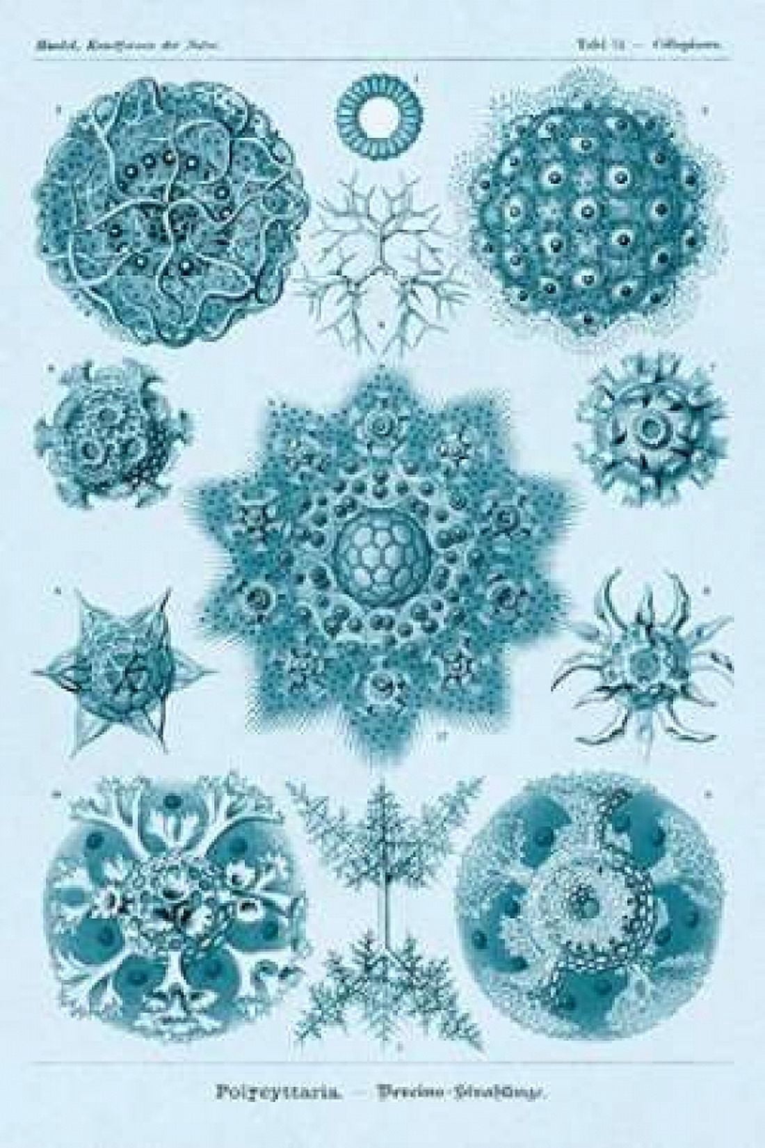 Haeckel Nature Illustrations Polycytaria Radiolaria - Blue-Green Tint Canvas Art - Ernst Haeckel (24 x 36)