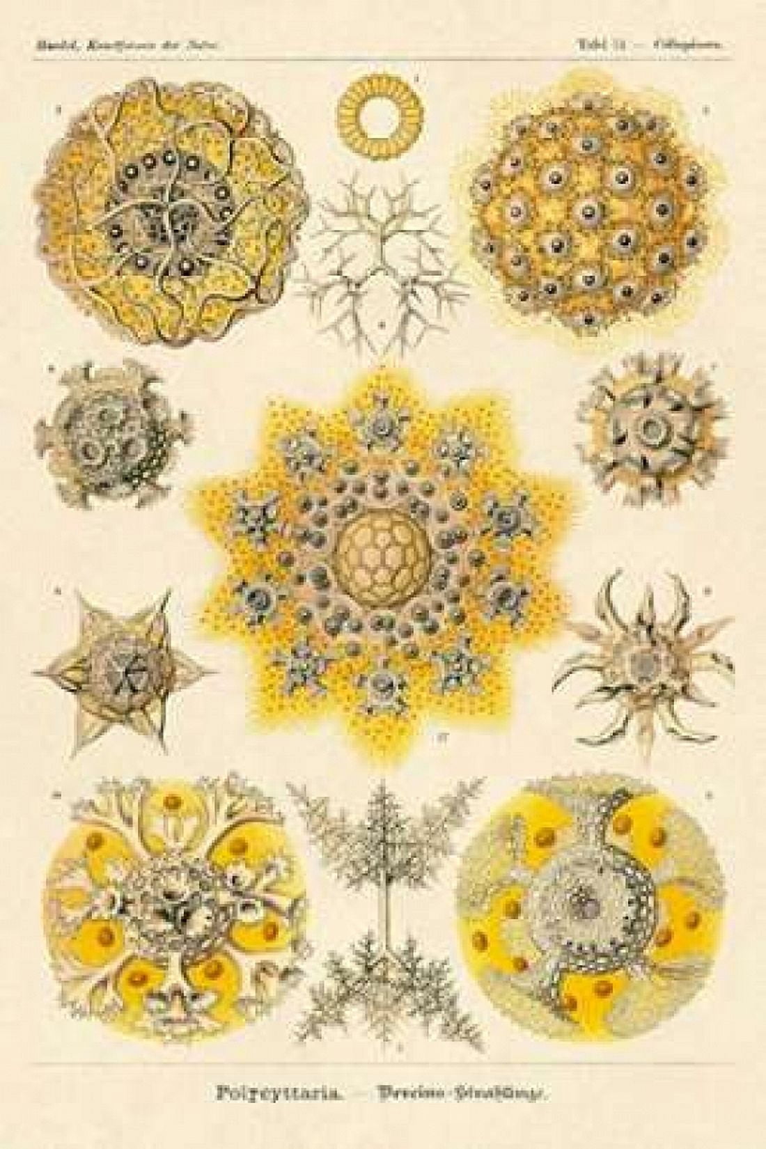 Haeckel Nature Illustrations Polycytaria Radiolaria Canvas Art - Ernst Haeckel (24 x 36)