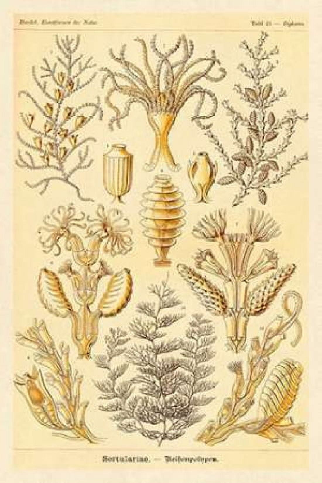 Haeckel Nature Illustrations Sertulariae Canvas Art - Ernst Haeckel (12 x 18)