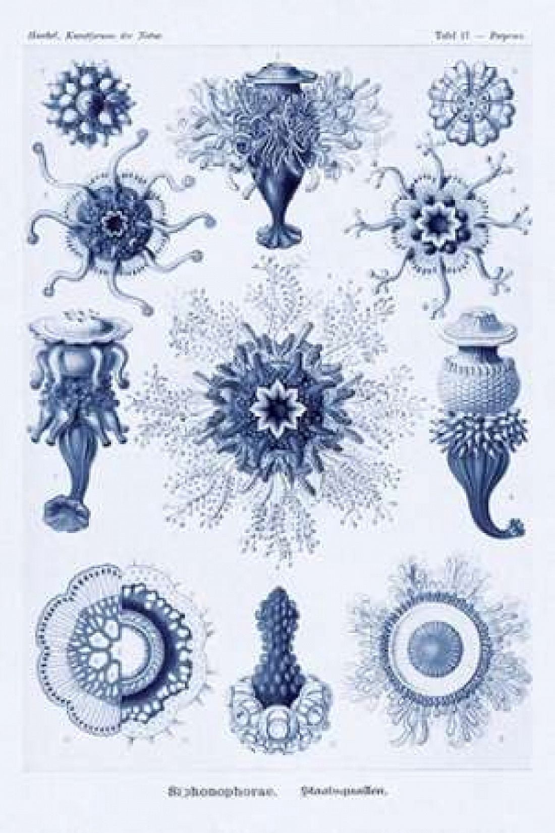 Haeckel Nature Illustrations Siphoneae Hydrozoa - Dark Blue Tint Canvas Art - Ernst Haeckel (12 x 18)