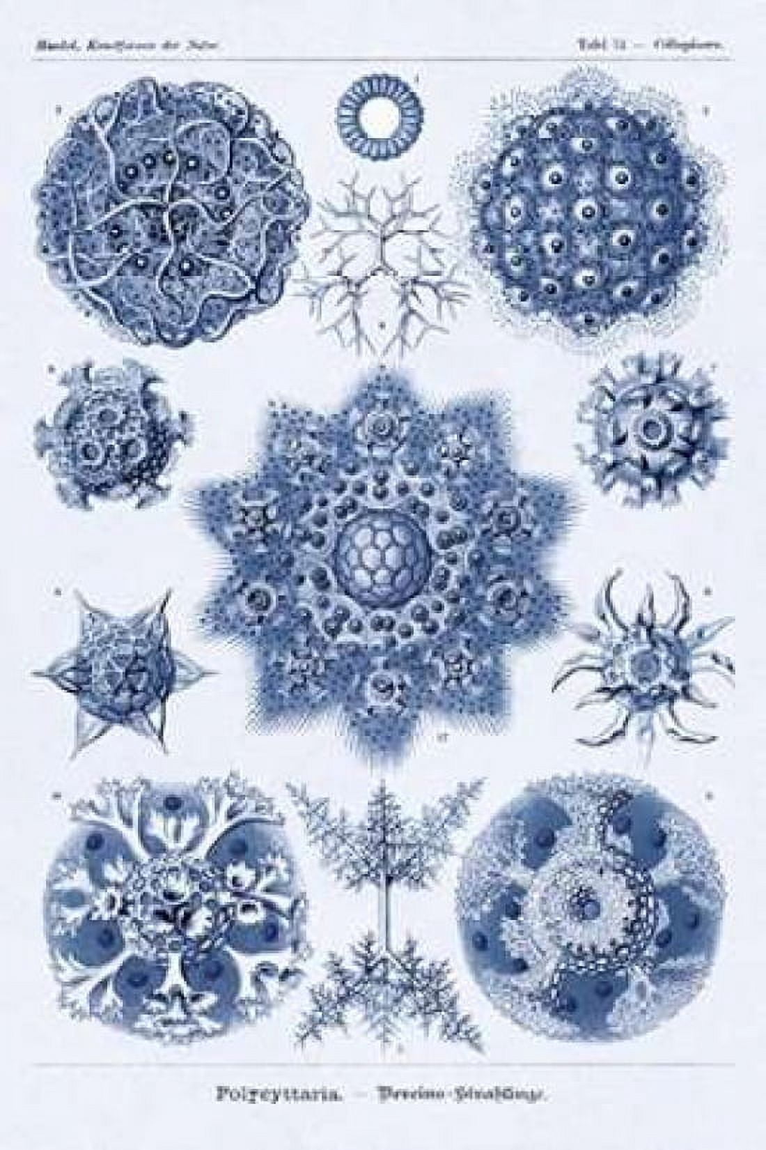 Haeckel Nature Illustrations Siphoneae Hydrozoa - Dark Blue Tint Canvas Art - Ernst Haeckel (24 x 36)