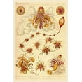 thumbnail image 1 of Haeckel Nature Illustrations: Siphoneae Hydrozoa Poster Print by Ernst Haeckel (12 x 18), 1 of 1