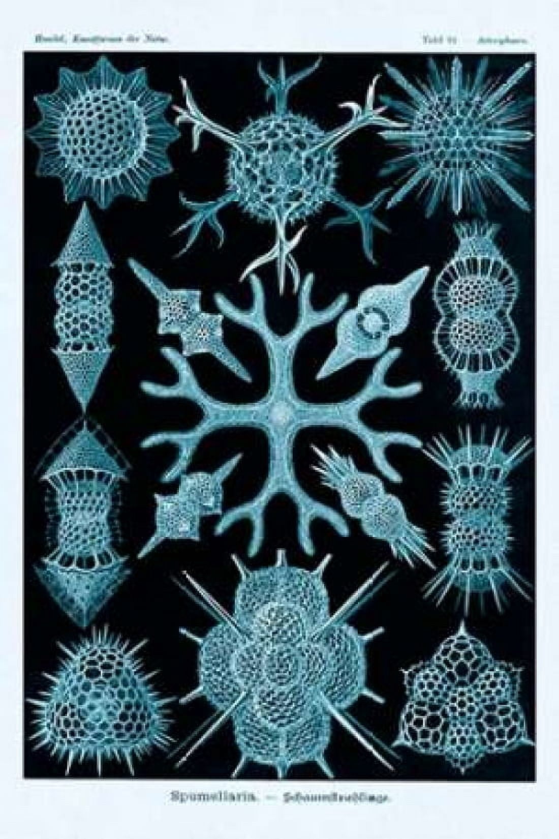 Haeckel Nature Illustrations Spumellaria - Blue-Green Tint Canvas Art - Ernst Haeckel (12 x 18)