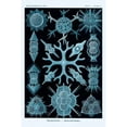 thumbnail image 1 of Haeckel Nature Illustrations: Spumellaria - Blue-Green Tint Poster Print by  Ernst Haeckel  (12 x 18), 1 of 2