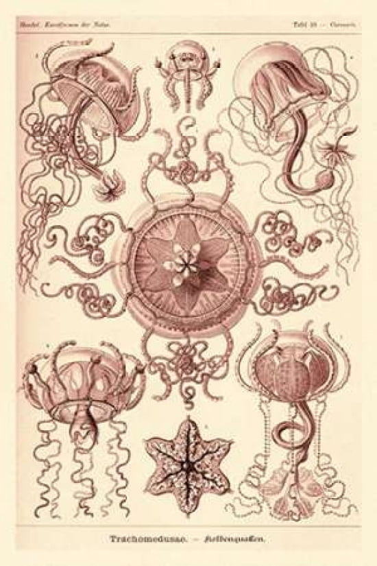 Haeckel Nature Illustrations Trachomedusae - Jellyfish - Rose Tint Canvas Art - Ernst Haeckel (12 x 18)