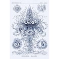 thumbnail image 1 of Haeckel Nature Illustrations: Tubularida - Tubularians - Dark Blue Tint Poster Print by Ernst Haeckel (24 x 36), 1 of 2