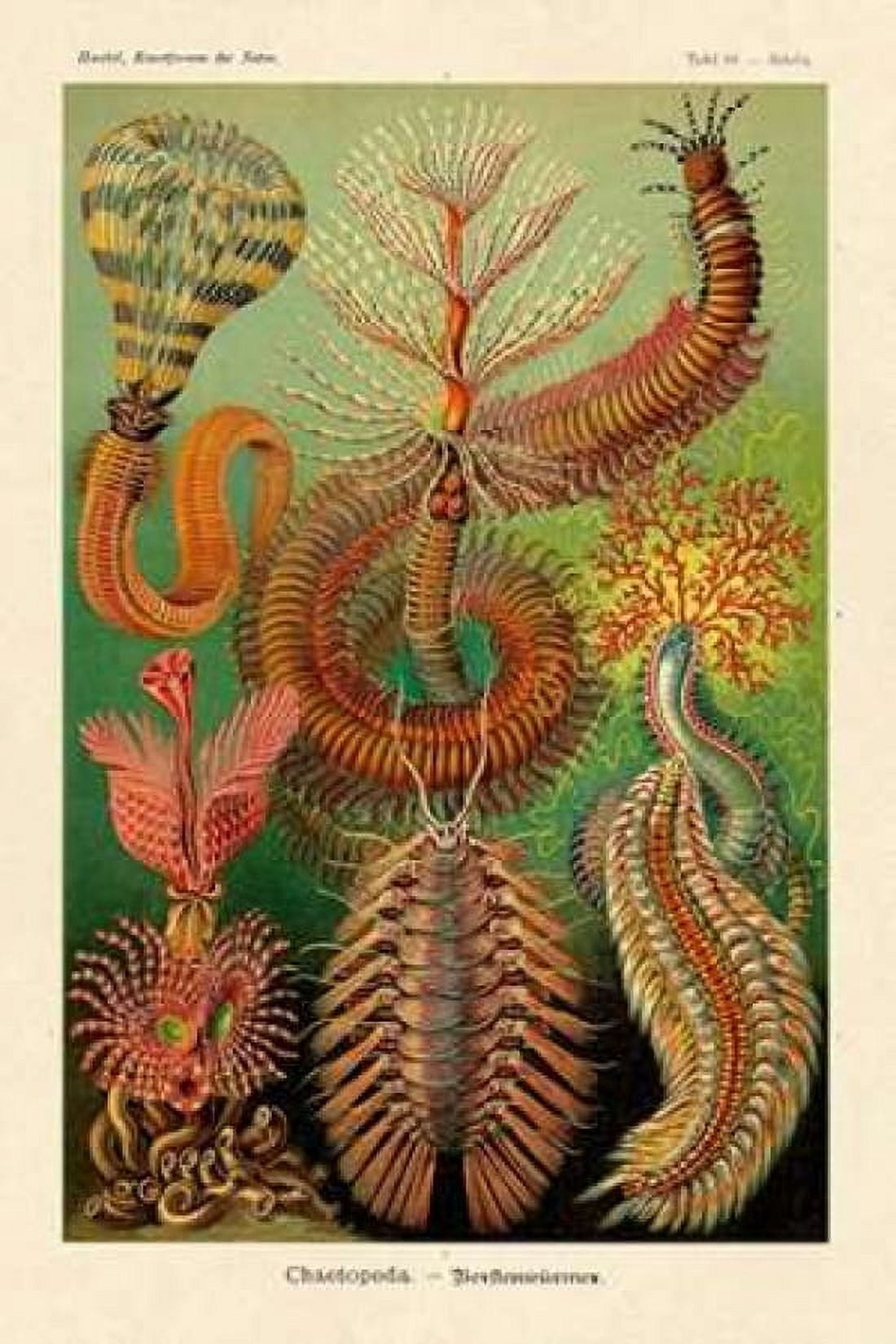 Haeckel Nature Illustrations Worms Canvas Art - Ernst Haeckel (24 x 36)