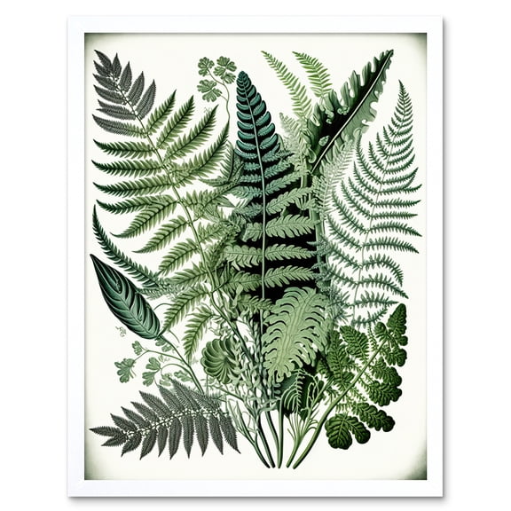 Haeckel Style Fern Fronds Watercolour Illustration Art Print Framed Poster Wall Decor 12x16 inch