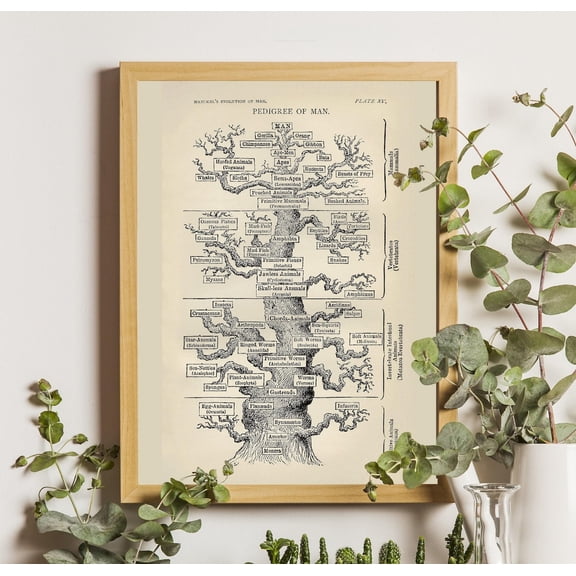 Haeckel Tree Of Life Poster, Vintage Scientific Illustration, Stretched Canvas Size 12x18