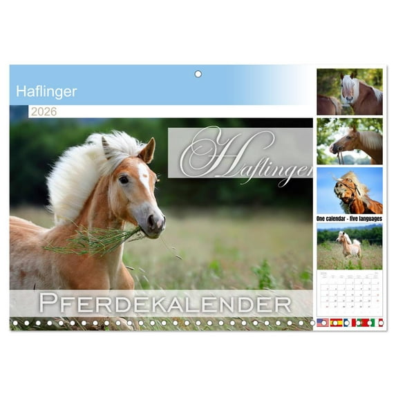 Haflinger (Monthly Wall Calendar 2026 16.5 x 23.4 (open)), CALVENDO 14 Month Calendar