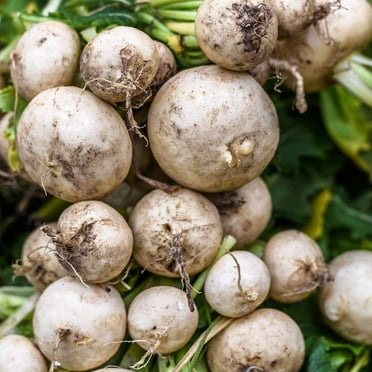 Hailstone Radish Seeds - 4 g Packet ~300 Seeds - Heirloom Garden Seeds, Non-GMO - Vegetable Gardening and Micro Greens