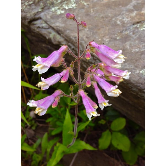 Hairy Beardtongue Penstemon hirsutus Meadow Wildflowers Premium Seeds for Planting