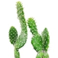 thumbnail image 1 of Hairy Roger Cactus (2"+ Plastic Pot) - Live Cactus - Unique Shaped Cactus - Tiny, Lovely, Easy to Care Succulents, 1 of 3