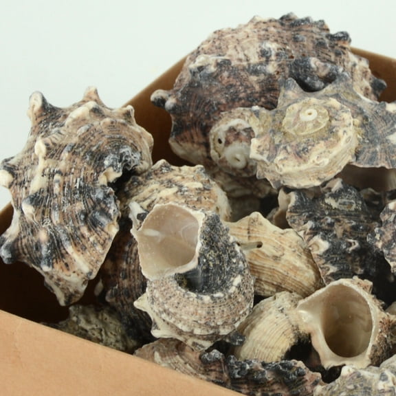 Hairy Shell Gift Box Sea Shells Assortment Natural Craft Decoration Marine Coastal Decor DIY Beach Theme Accessory