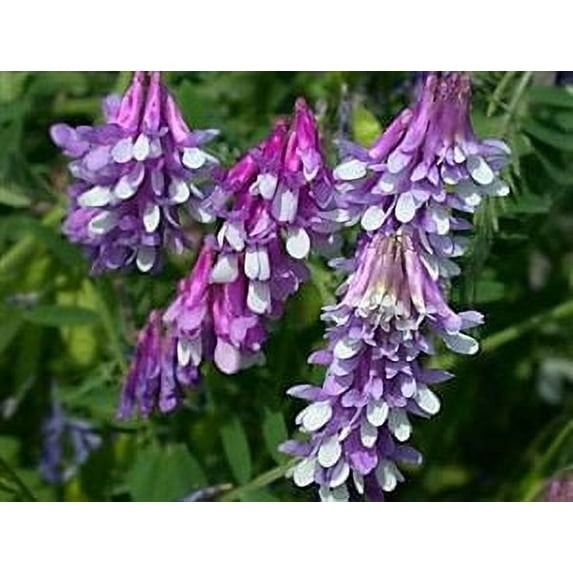 Hairy Vetch Seed - 1 Lb.