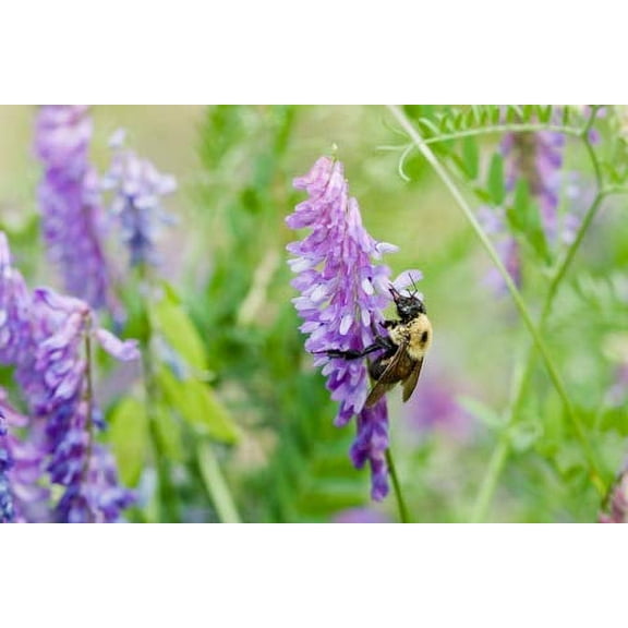 Hairy Vetch Seeds, Food Plot Used As a Cover Crop, Green Manure, Pasture, Silage, and Hay (1,000 Seeds)