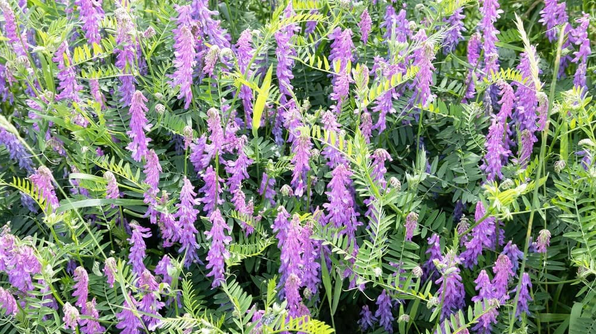 Hairy Vetch Seeds for Planting Cover Crop, Grain, Bee Pasture