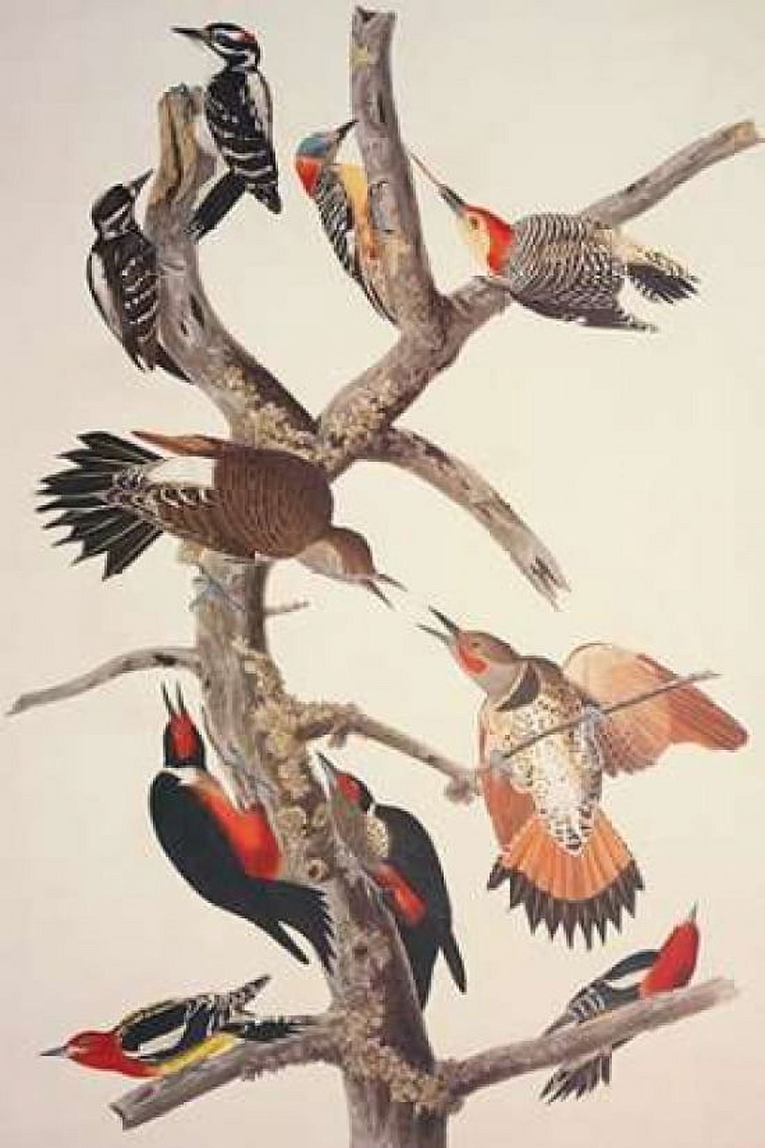 Hairy Woodpecker Canvas Art - John James Audubon (24 x 36)