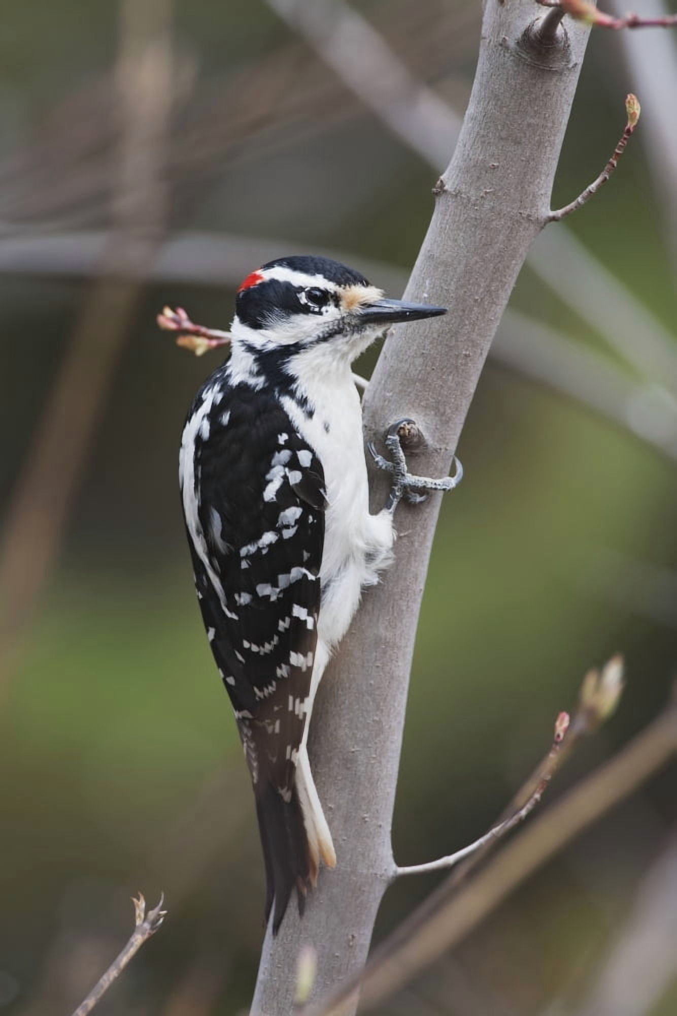 Hairy Woodpecker (Picoides Villosus) Perched On Small Tree Southeastern Ontario Canada Canvas Art - Amy Kay Design Pics (12 x 19)