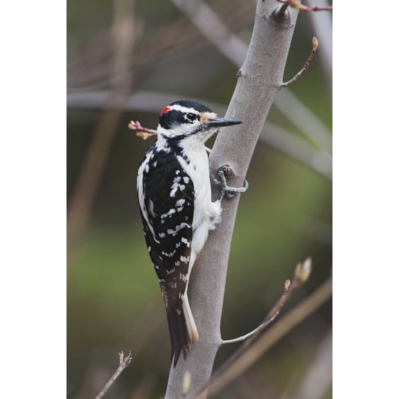 Hairy Woodpecker (Picoides Villosus) Perched On Small Tree Southeastern Ontario Canada Canvas Art - Amy Kay Design Pics (12 x 19)