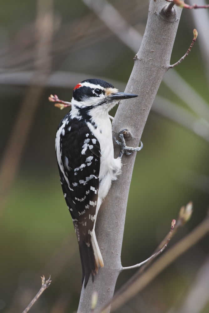 Hairy Woodpecker (Picoides Villosus) Perched On Small Tree Southeastern Ontario Canada Canvas Art - Amy Kay Design Pics (24 x 38)