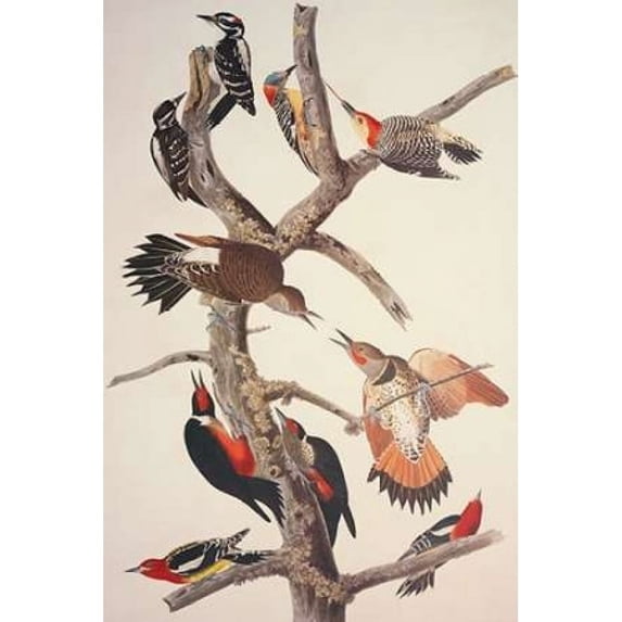 Hairy Woodpecker Poster Print by John James Audubon (24 x 36)