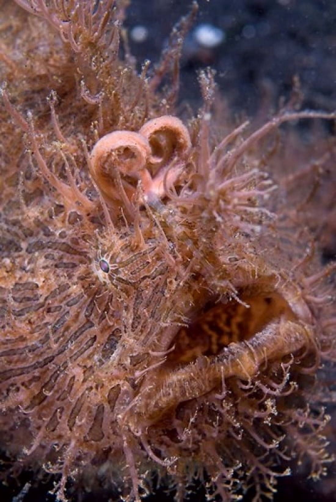 Hairy frogfish Canvas Art - Jaynes Gallery DanitaDelimont (18 x 26)