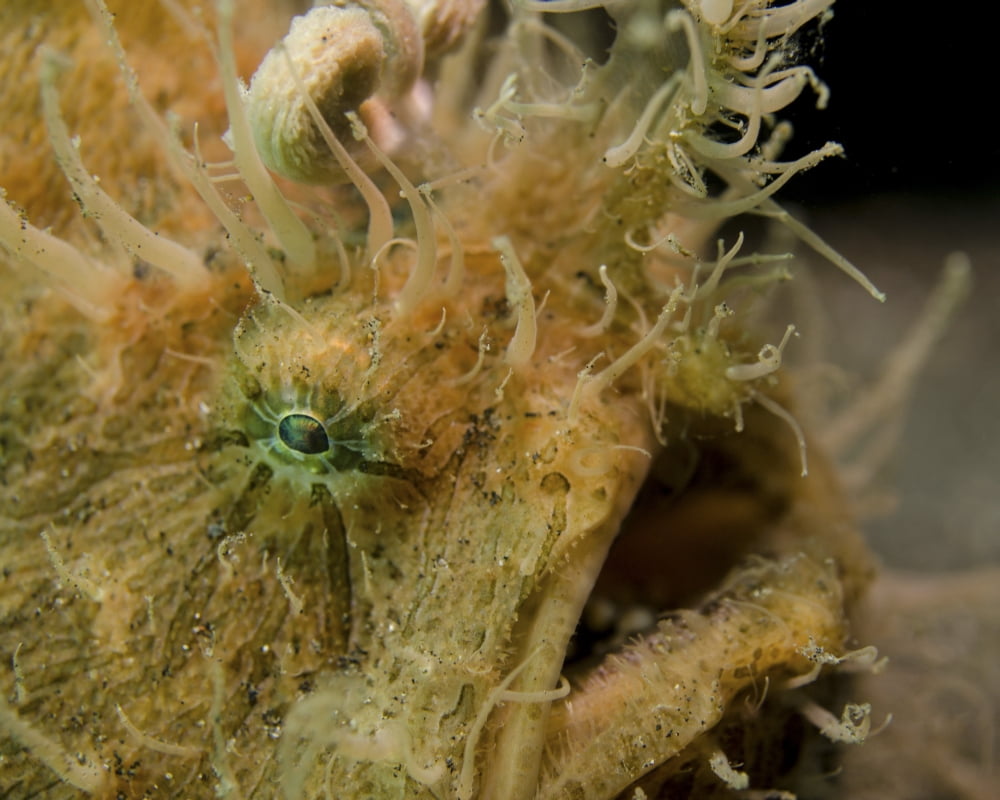 Hairy frogfish Lembeh Strait Indonesia Canvas Art - Brent BarnesStocktrek Images (31 x 25)