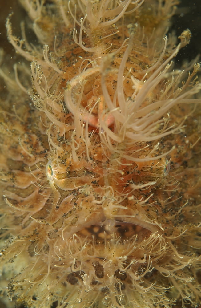 Hairy frogfish North Sulawesi Indonesia Canvas Art - Mathieu MeurStocktrek Images (23 x 35)