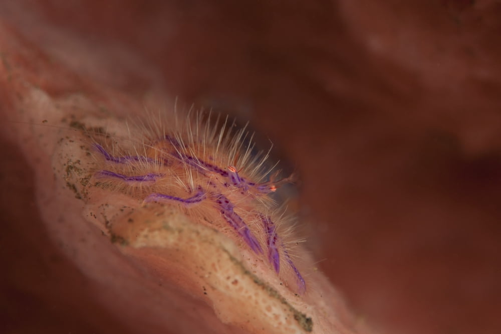 Hairy squat lobster amongst a pink and orange colored sponge Bali Canvas Art - Steve JonesStocktrek Images (35 x 23)